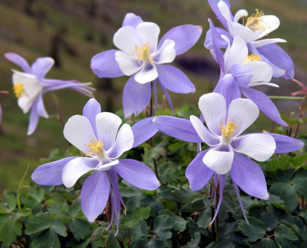 como é chamado o lilás flor