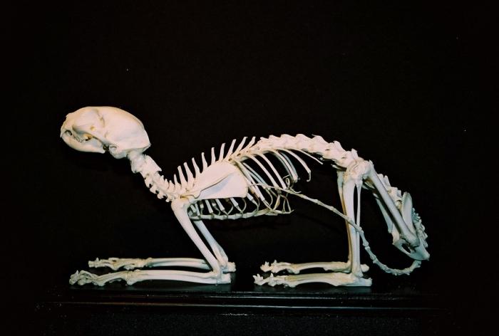 el esqueleto de la columna vertebral
