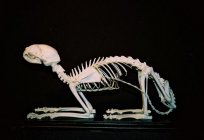 ¿Qué estructura tiene el esqueleto de un gato?