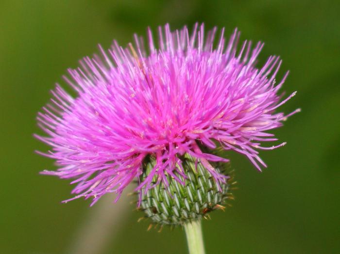 Thistle oil used in the capsules reviews