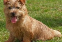 Who is a Norfolk Terrier?