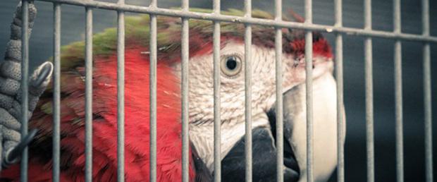 Selbstgemachte Käfig für Papagei