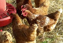 Chicken-broiler: farming at home