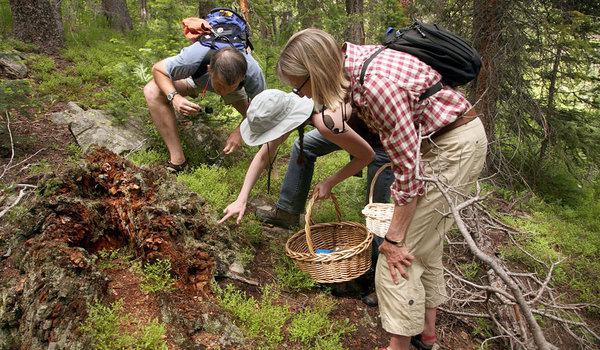 como procurar cogumelos na floresta