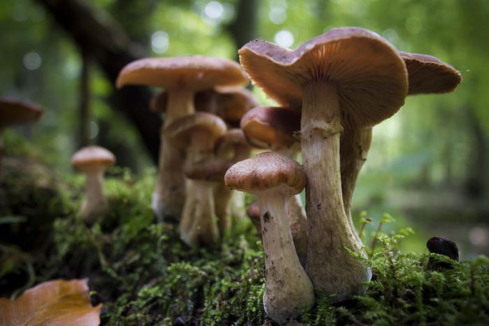 where to find mushrooms in the suburbs