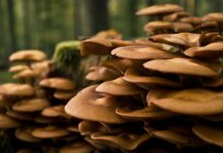 Поради, де і як шукати гриби. Де шукати гриби в Підмосков'ї