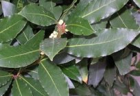 Bay leaf and its miraculous properties