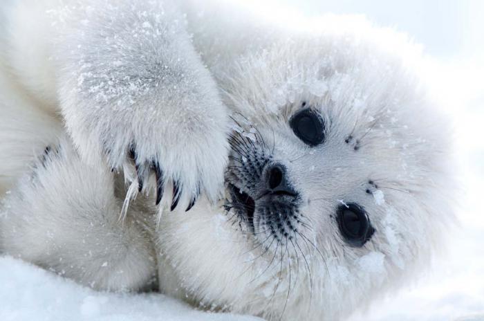 гренландський тюлень фото