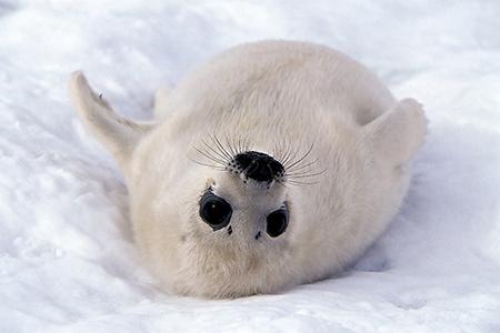 гренландський тюлень цікаві факти
