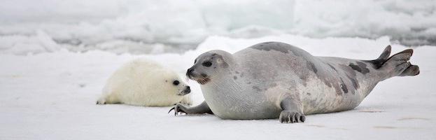 гренландський тюлень тип міграції