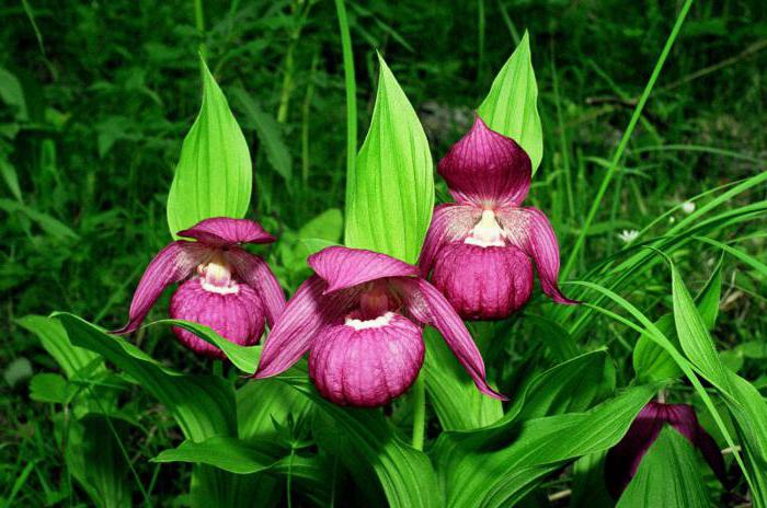 the plant lady's slipper