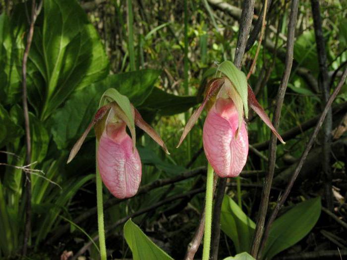 the lady's slipper care