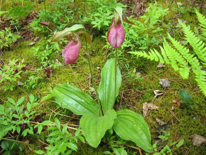 where growing lady's slipper