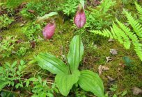 The lady's slipper: description, tips for growing