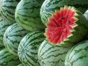 Wassermelone Anbau im Ural