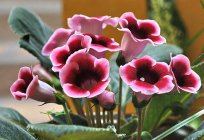 Gloxinia bloomed out what to do next?