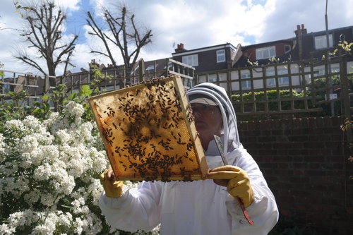 Beekeeper with honeycombs