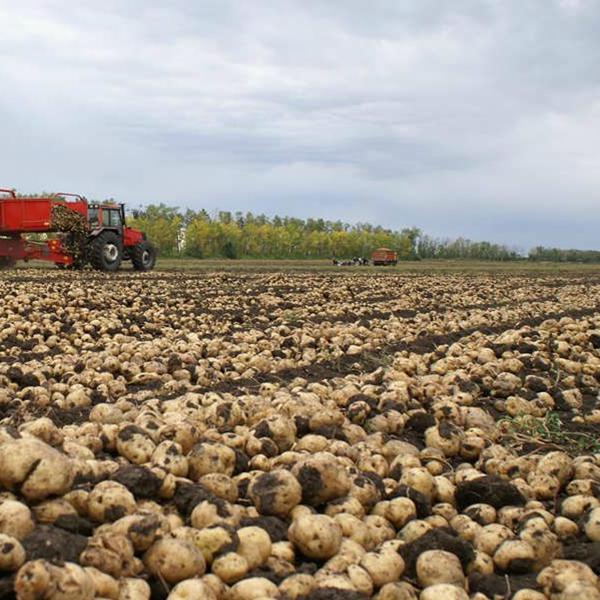 mini potato harvester
