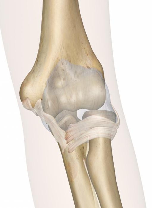 anatomy elbow joint