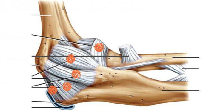 解剖学の肘関節のリンパの流れ