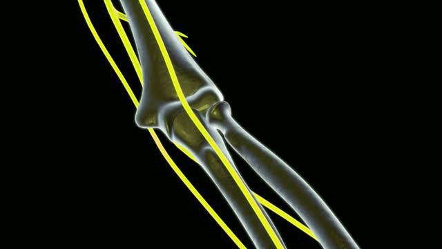 elbow joint anatomy photos