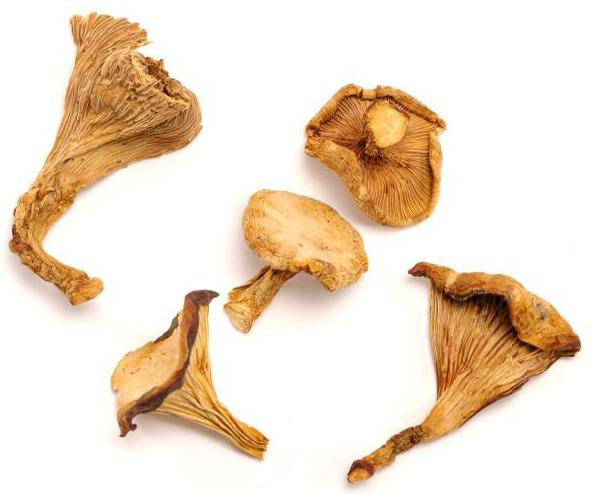 how to dry mushrooms at home