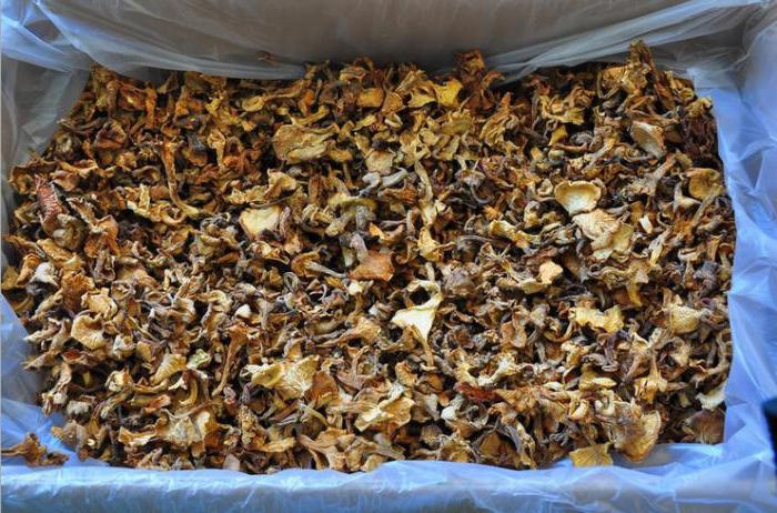 how to dry the chanterelles in the home