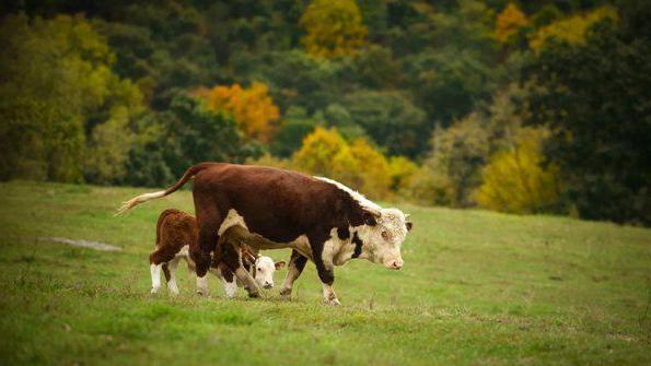 formalchemy vaccine against salmonellosis of calves