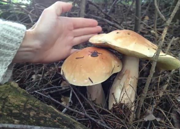 mushroom boletus description