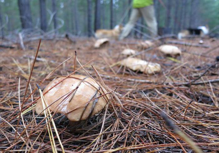ordinary boletus mushrooms