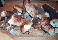 Delicious mushroom 