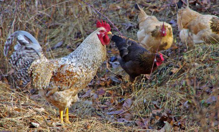 Durchfall bei Hühnern
