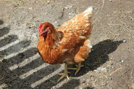 Прчины Durchfall bei Hühnern