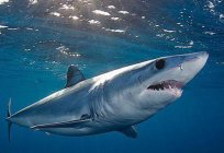 El tiburón azul: descripción de la especie, el hábitat, el origen y las características de