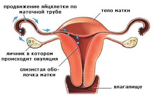 the Structure of the female organs
