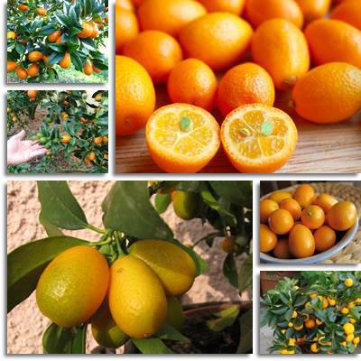 kumquat danos e benefícios
