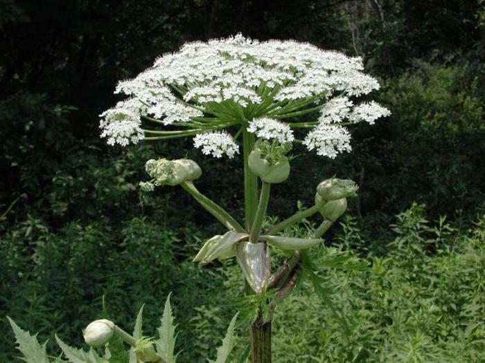 的植物会导致灼伤