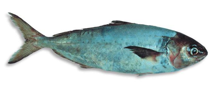 el pez саварин