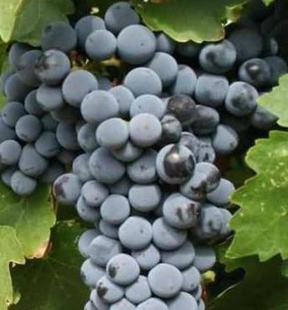 Cabernet France grape