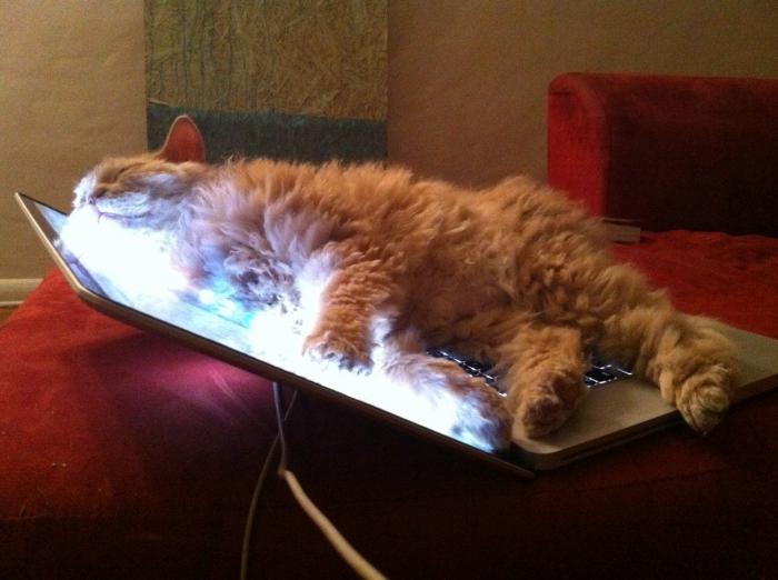 الحيوان الذي يحب الكمبيوتر