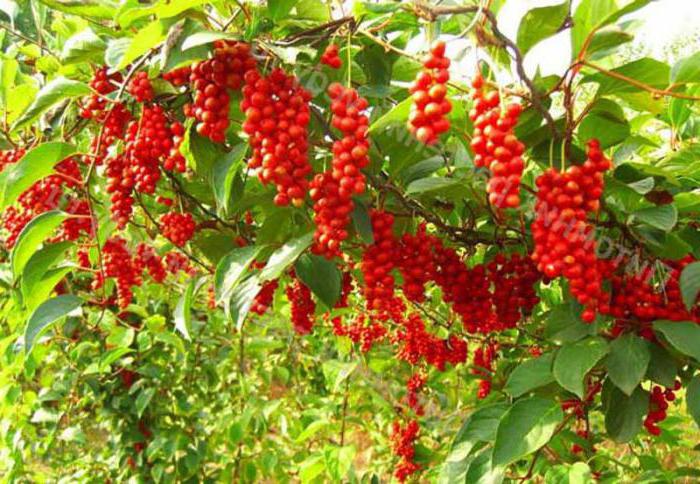 Schizandra berries properties