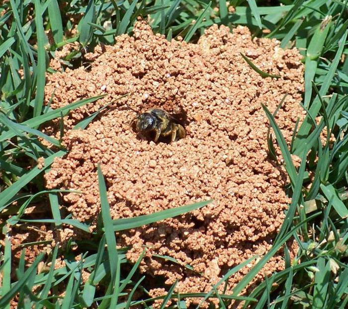 escavação de uma abelha como se livrar