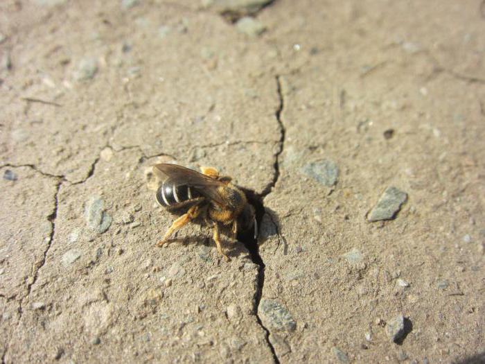 como retirar a terra das abelhas