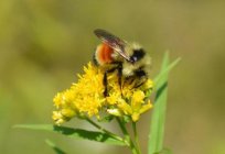 Earthen bee: description, methods of struggle, interesting facts