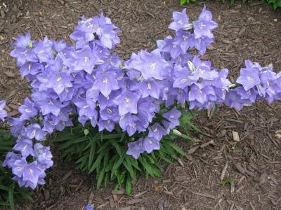 bluebells flowers