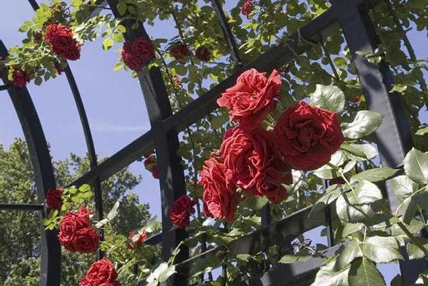 climbing rose reproduction
