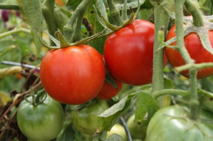 los Tomates en el subárbol