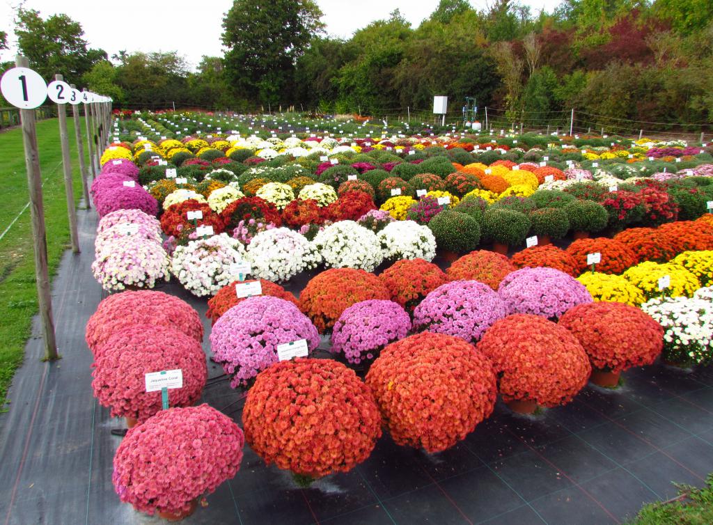 varieties of garden chrysanthemums