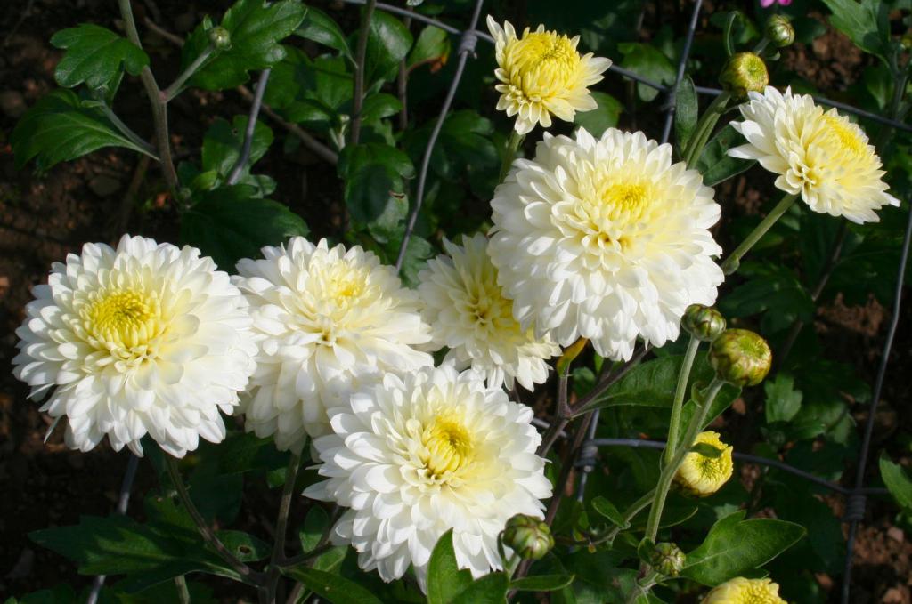 White garden chrysanthemum