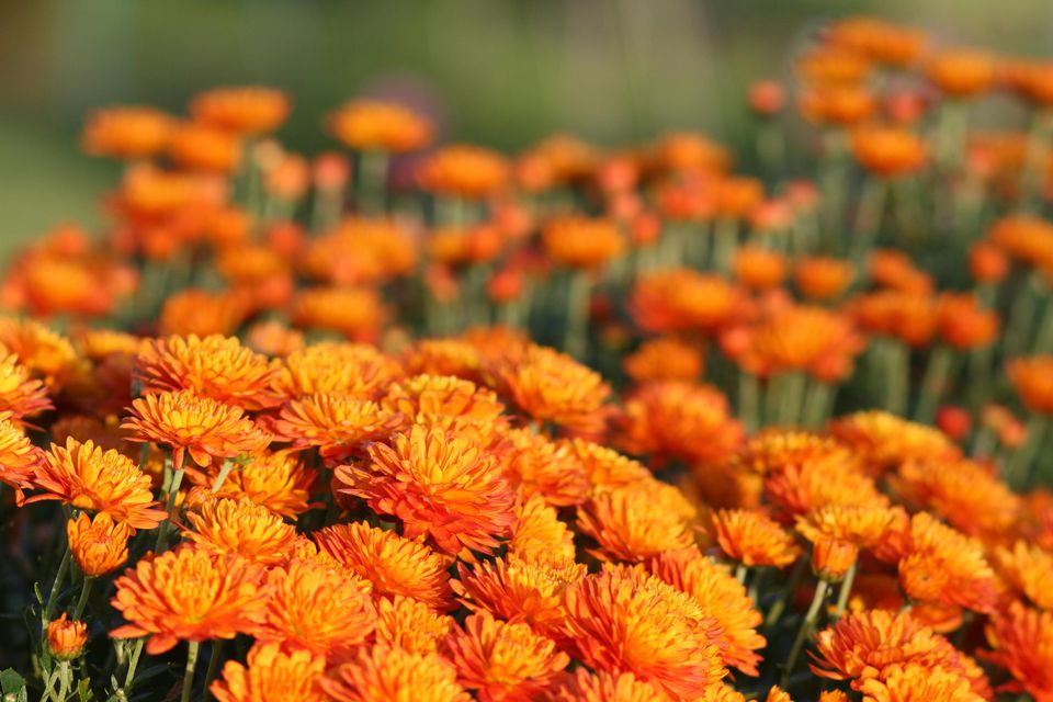 Oranger Garten-Chrysantheme